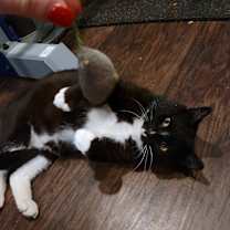 Thumbnail photo of Darwin #2