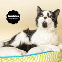Thumbnail photo of TEMPLETON (Silly & Very Sweet) #1