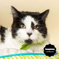 Thumbnail photo of TEMPLETON (Silly & Very Sweet) #4