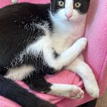 Thumbnail photo of JULIUS #2