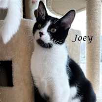 Thumbnail photo of JOEY #3