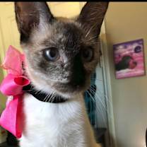 Thumbnail photo of Lily #1