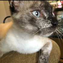 Thumbnail photo of Lily #4