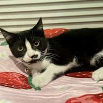 Thumbnail photo of Dumpling #1