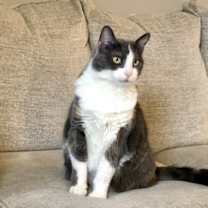 Thumbnail photo of zz 'Mittens' courtesy listing #1