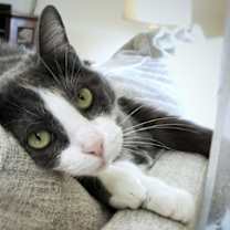 Thumbnail photo of zz 'Mittens' courtesy listing #2