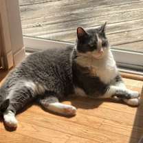Thumbnail photo of zz 'Mittens' courtesy listing #3