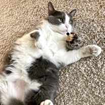 Thumbnail photo of zz 'Mittens' courtesy listing #4