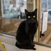 Thumbnail photo of Tesla #1