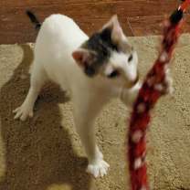 Thumbnail photo of Rue Royal 8259 #3