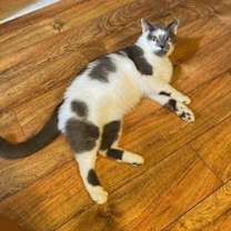 Thumbnail photo of Grey #2