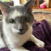 Thumbnail photo of Grey #3