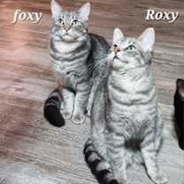 Thumbnail photo of Foxy [CP] #3
