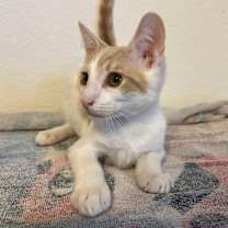 Thumbnail photo of Cupid #2