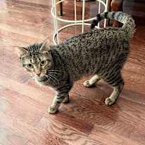 Thumbnail photo of Precious #1