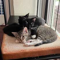 Thumbnail photo of Precious #4