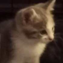 Thumbnail photo of ZORA #1