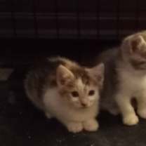 Thumbnail photo of ZORA #2