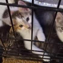 Thumbnail photo of ZORA #3