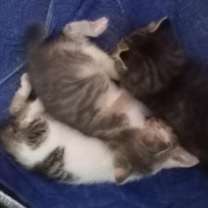 Thumbnail photo of ZORA #4