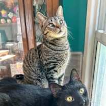 Thumbnail photo of Kabuki #3