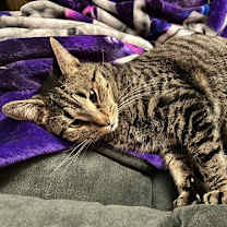 Thumbnail photo of Kabuki #4