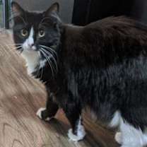 Thumbnail photo of MINNIE #2