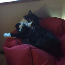 Thumbnail photo of MINNIE #4