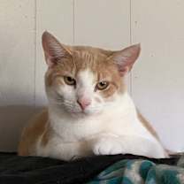 Thumbnail photo of Lottie #2