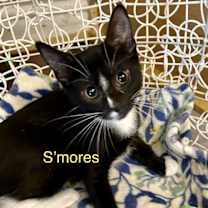 Thumbnail photo of Smores #1