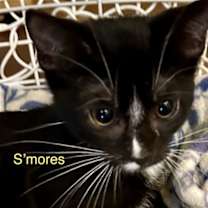 Thumbnail photo of Smores #2