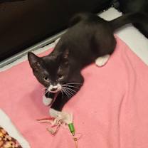 Thumbnail photo of Saturn #2