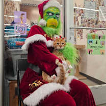 Thumbnail photo of Mantis #4