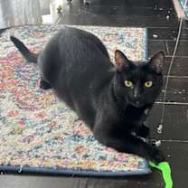 Thumbnail photo of Mousse #1