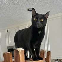 Thumbnail photo of Mousse #2
