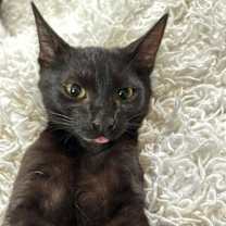 Thumbnail photo of Mousse #3