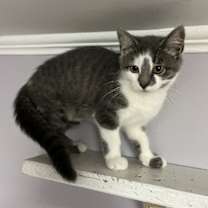 Thumbnail photo of Nala #1