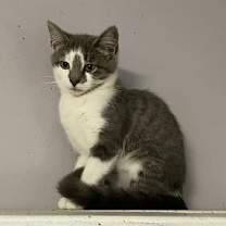Thumbnail photo of Nala #2