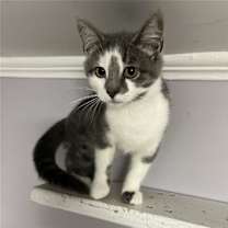 Thumbnail photo of Nala #3