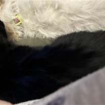 Thumbnail photo of Jack #3