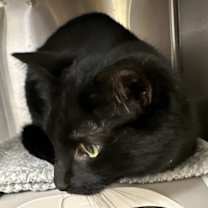 Thumbnail photo of Jack #4