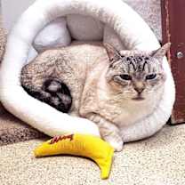 Thumbnail photo of Phoebe #3