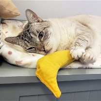 Thumbnail photo of Phoebe #4