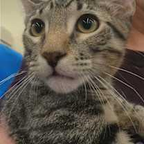 Thumbnail photo of Chambray #2