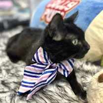 Thumbnail photo of TAIGA #3