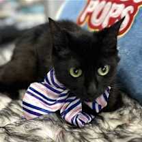 Thumbnail photo of TAIGA #4