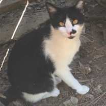 Thumbnail photo of Expert Mouser #2