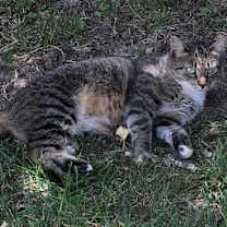 Thumbnail photo of Expert Mouser #3