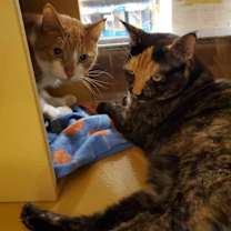 Thumbnail photo of BEBE #4