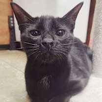 Thumbnail photo of Magic #3